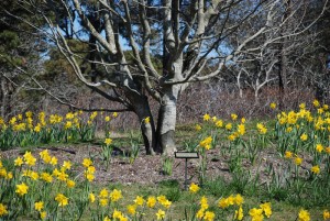 A Safe Place 25th Anniversary Tree